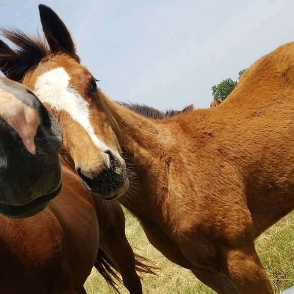 Meet your Posher, Presley - Picture 1 of 1